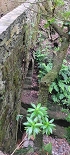 Plants: image 34 Of 208 Thumb